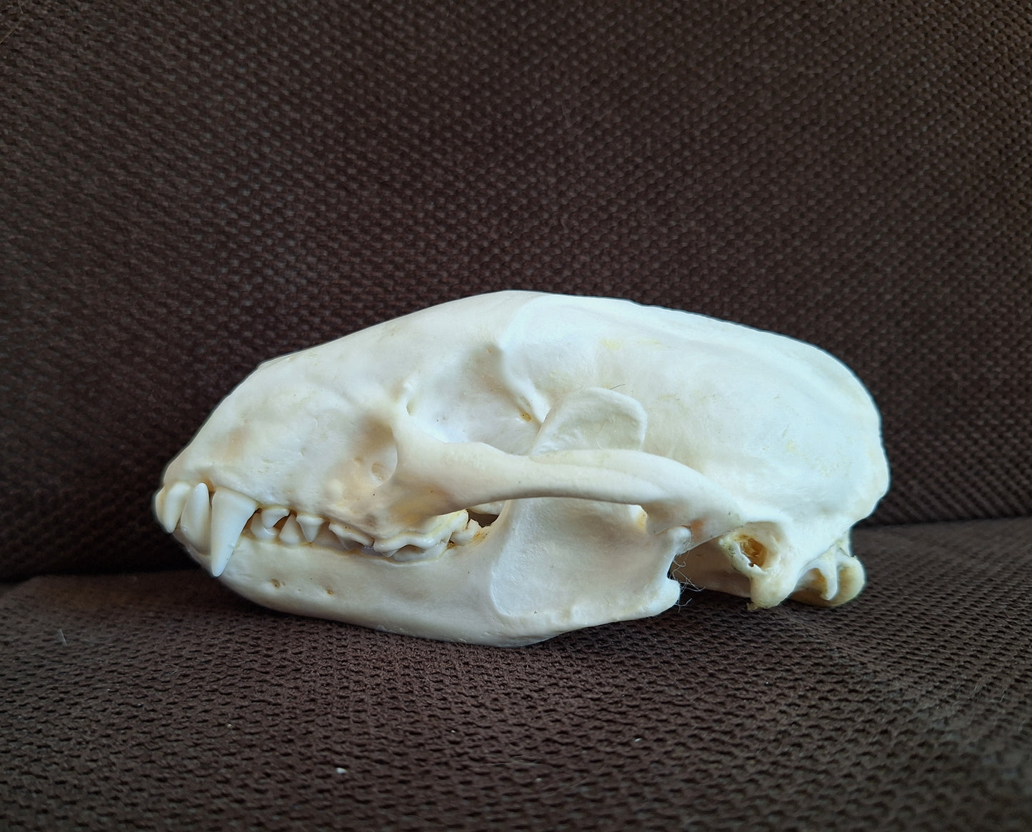 Badger skull #8