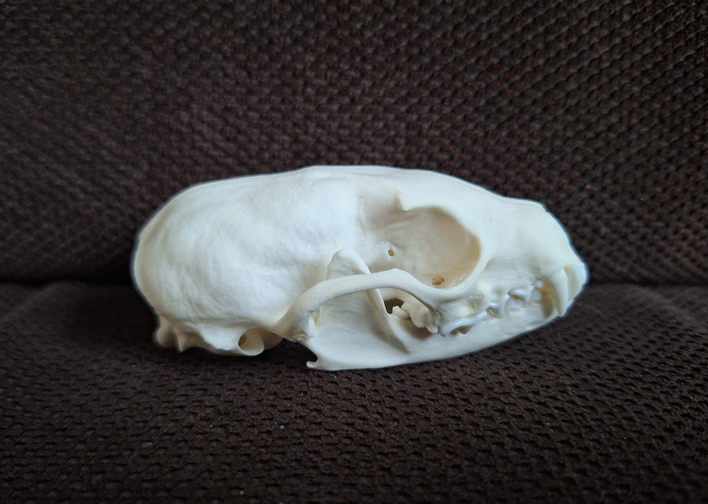 Stone marten skull #3