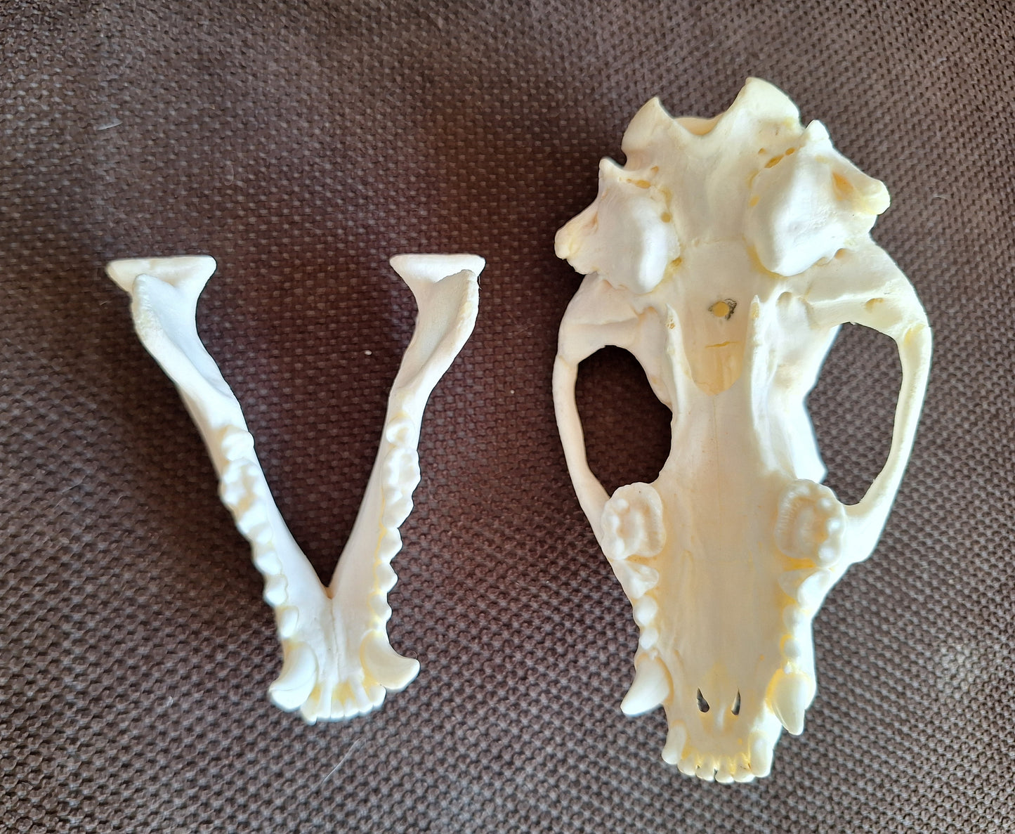 Racoon skull #3, B-quality