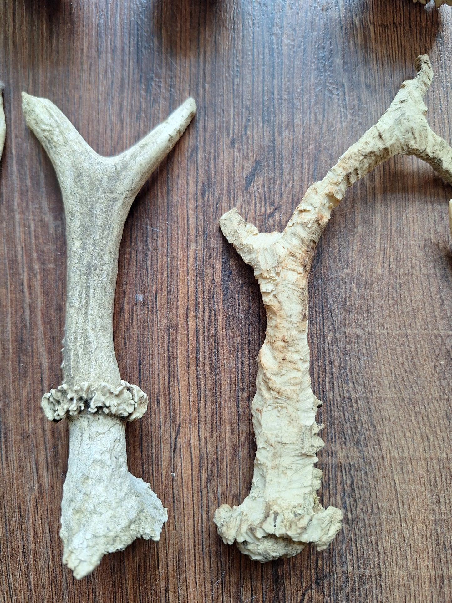 Roe deer antlers, B-quality, set of 11,