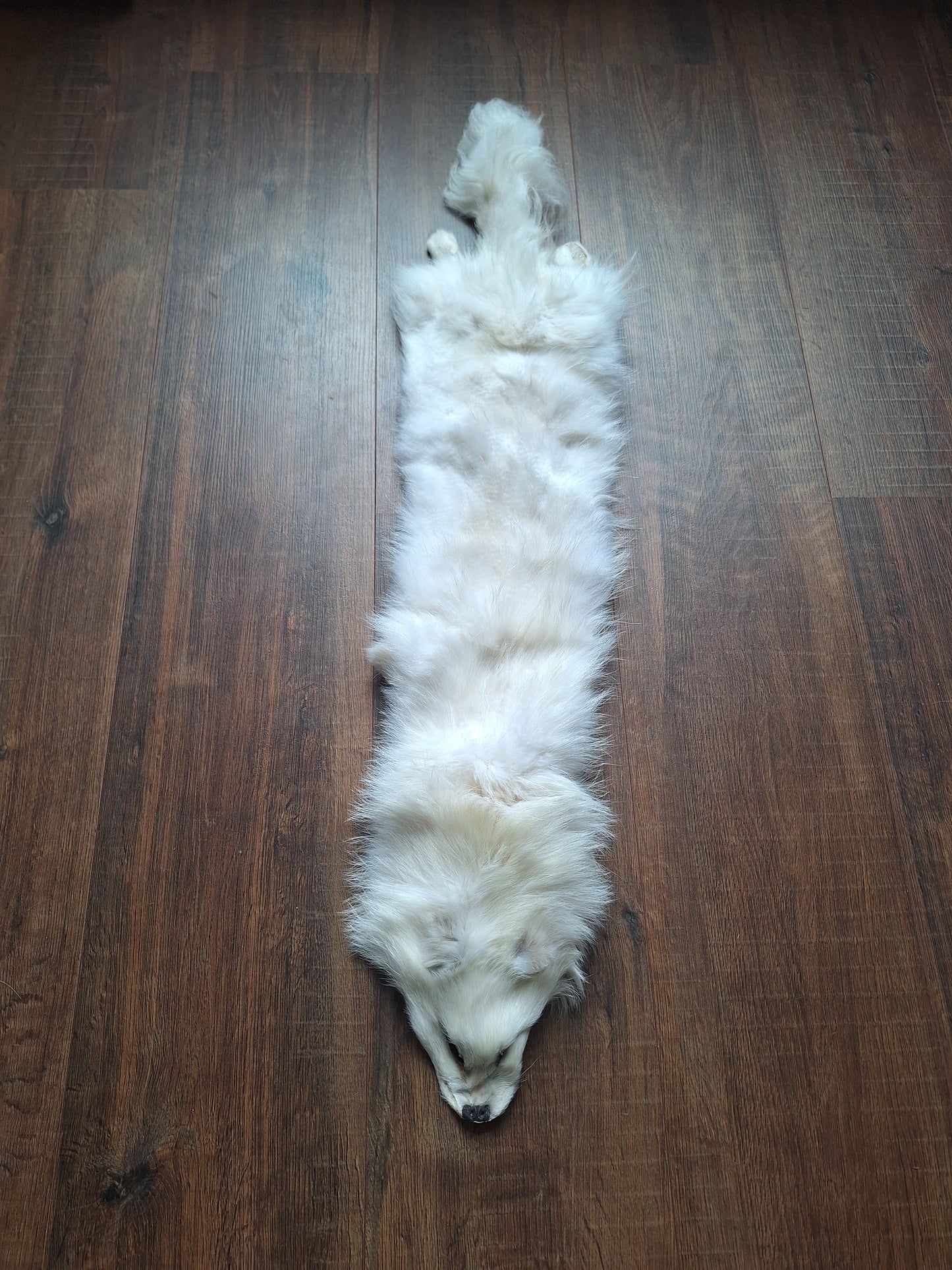 Polar fox hide