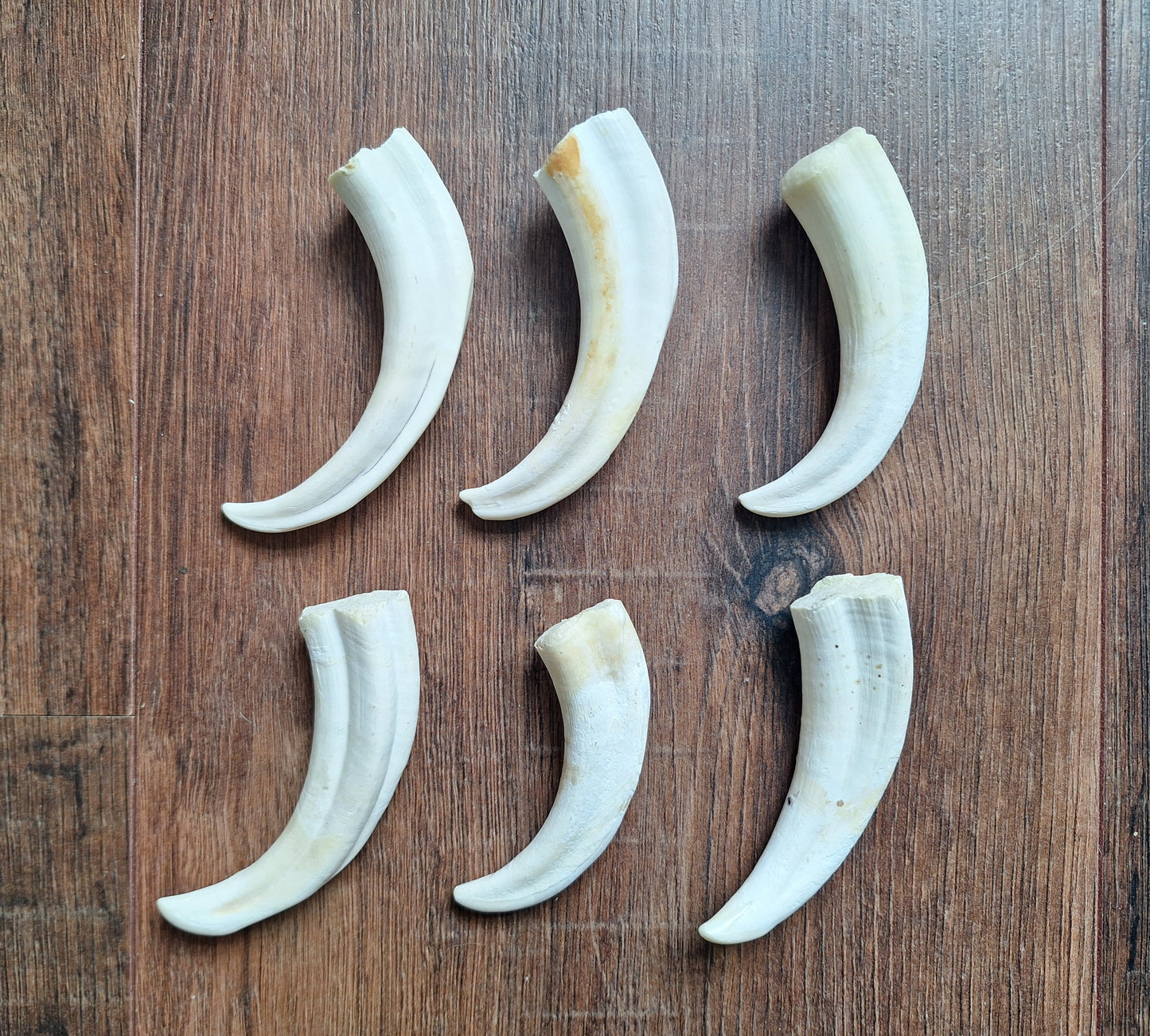 Wart hog tusks