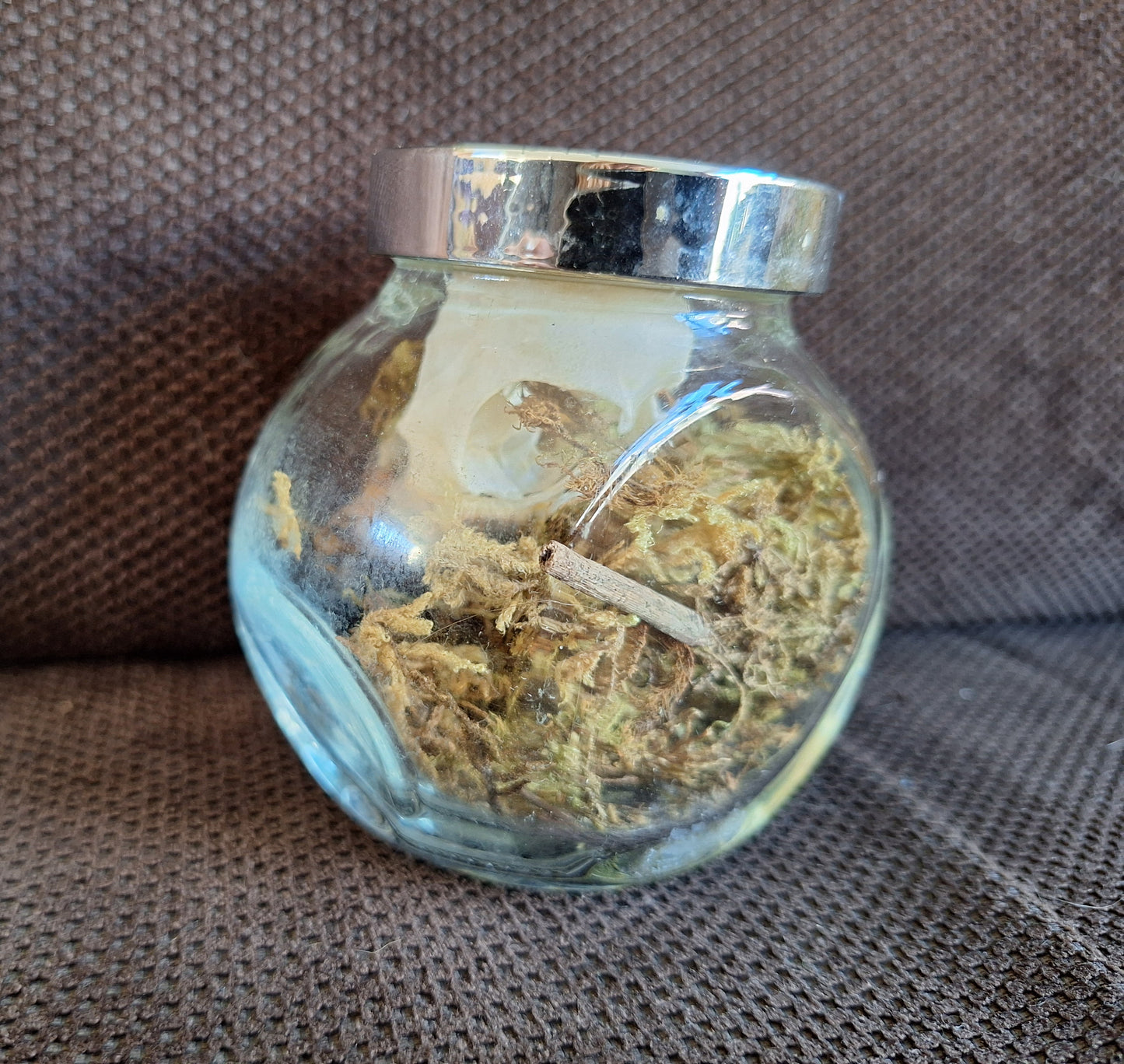 Jackdaw skull in glass jar