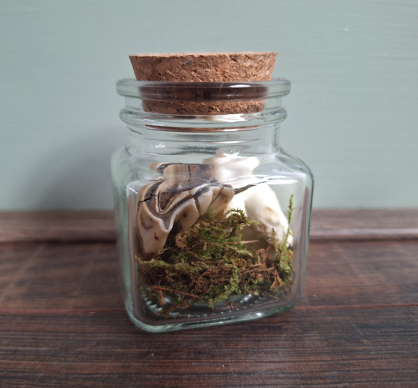 Cow teeth in glass jar