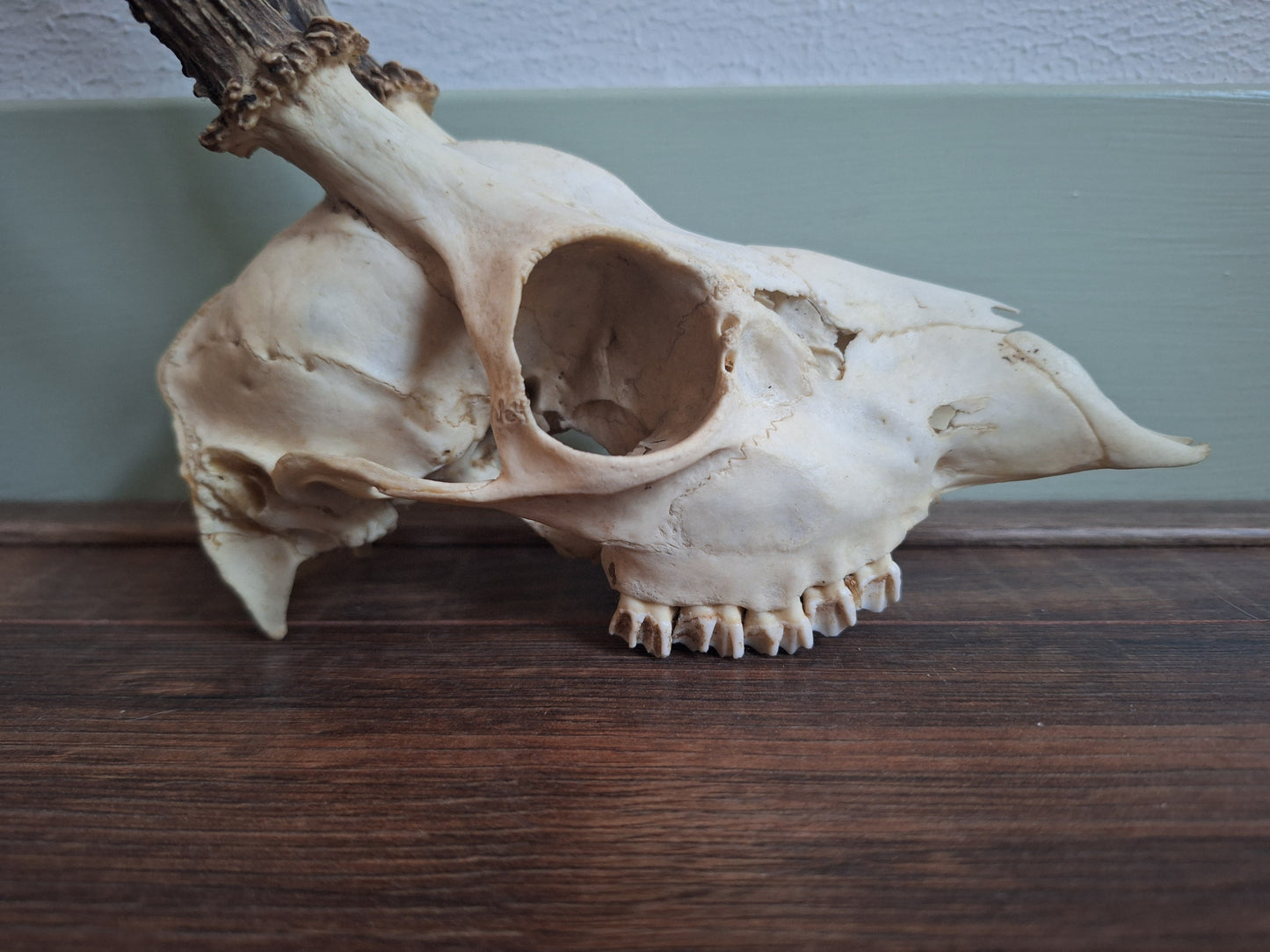 Roe buck upper skull #15