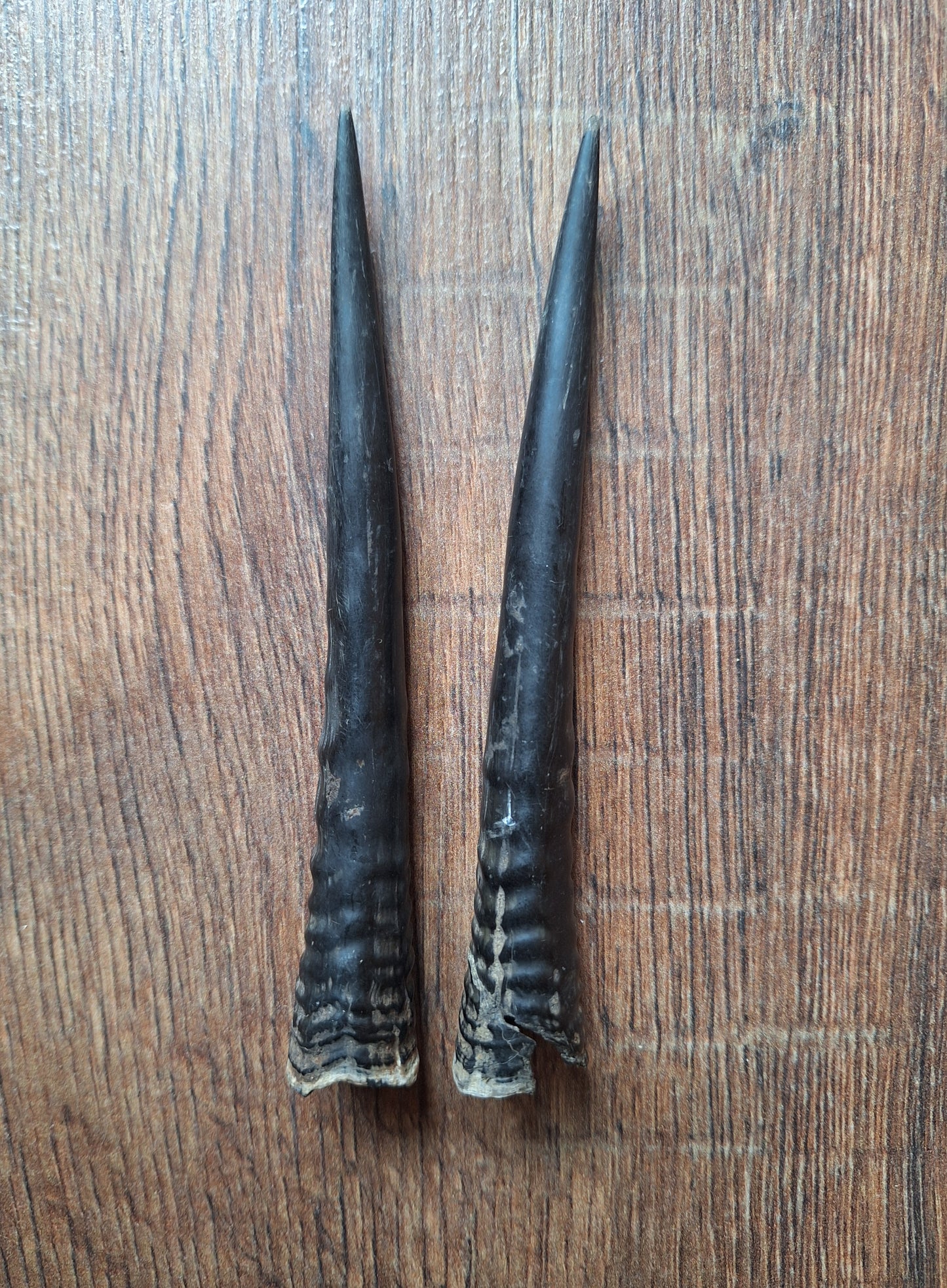 Oribi horns, set of two