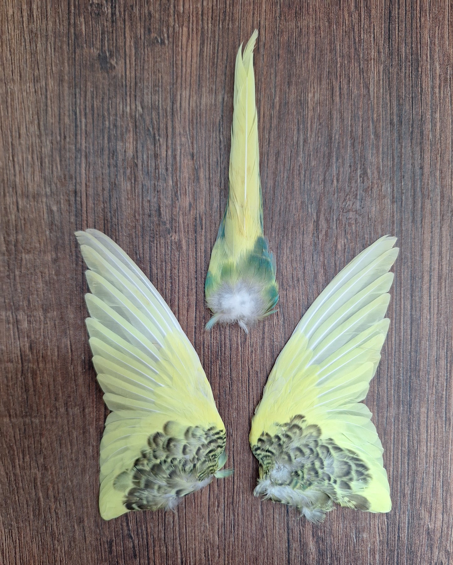 Parakeet set of wings and tail