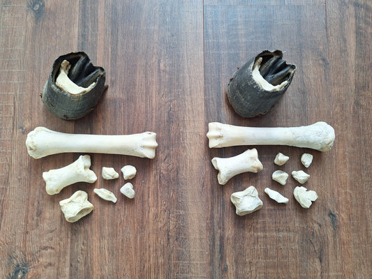 Horse lower leg bone sets