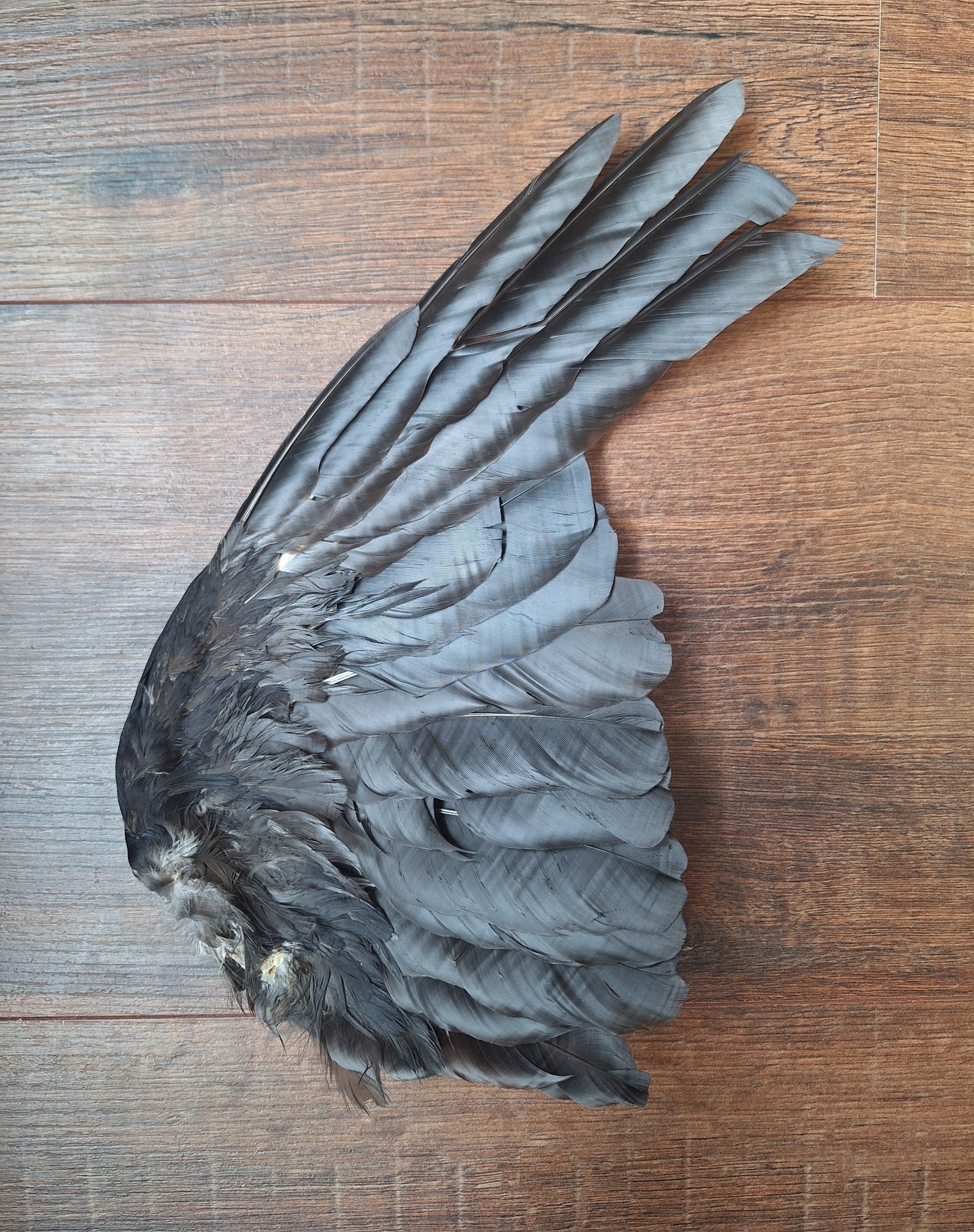 Crow single wing #49, B-quality
