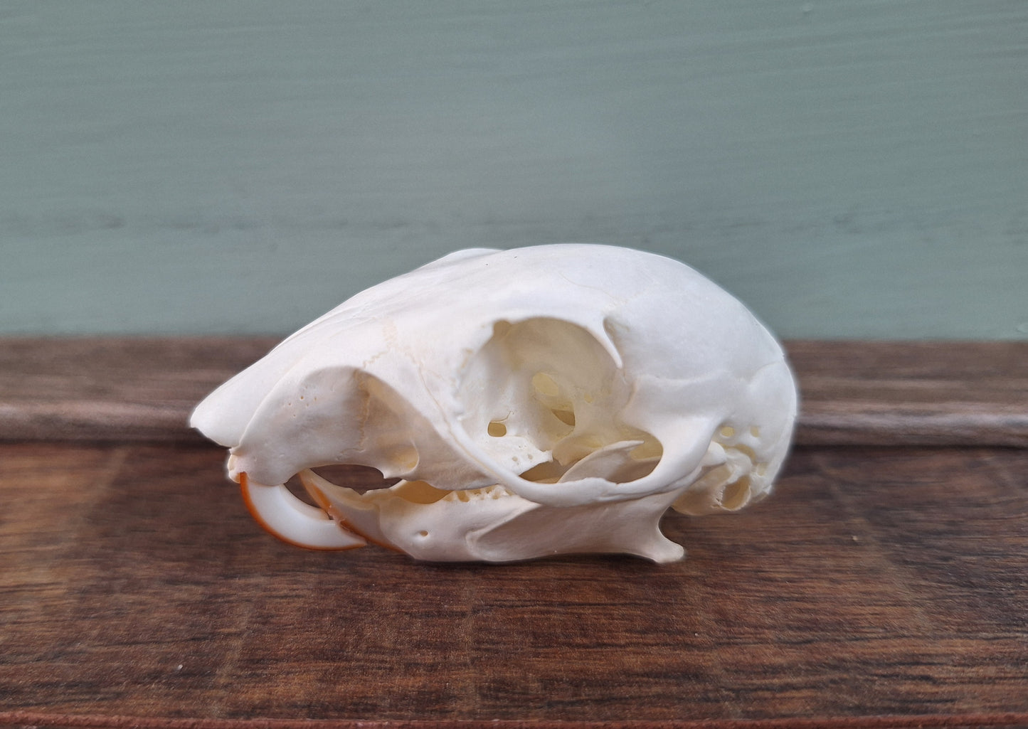 Gray squirrel skull