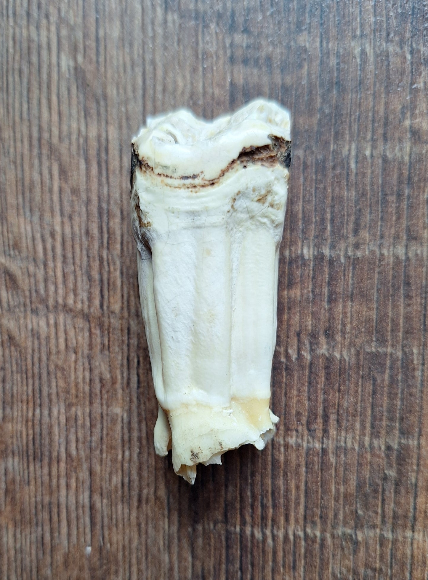 Cow tooth