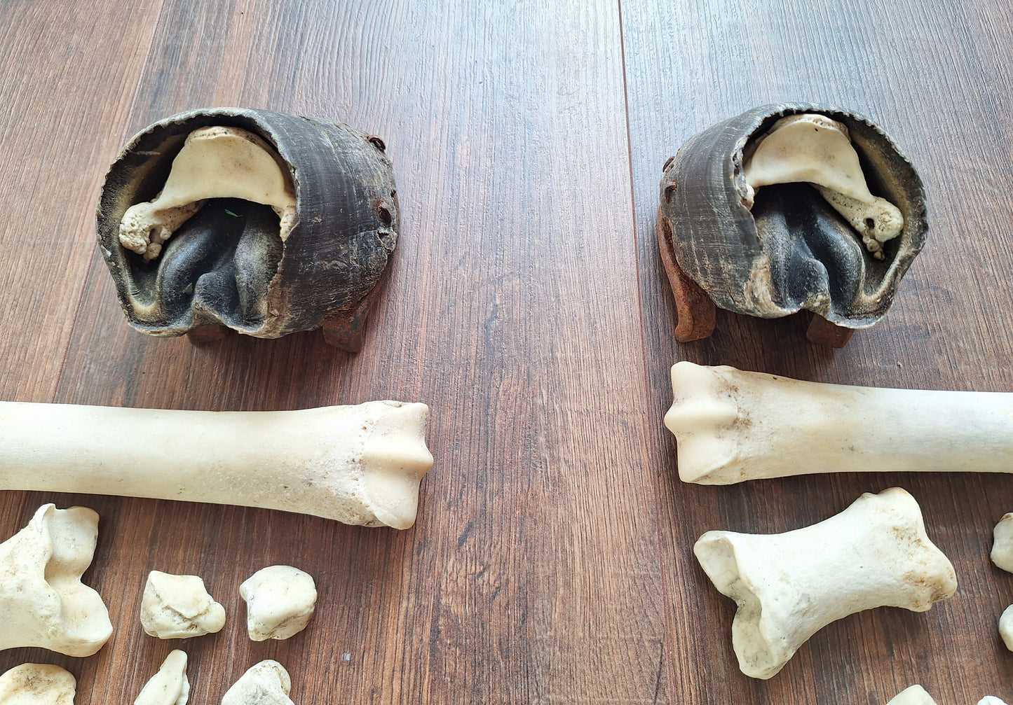 Horse lower leg bone sets