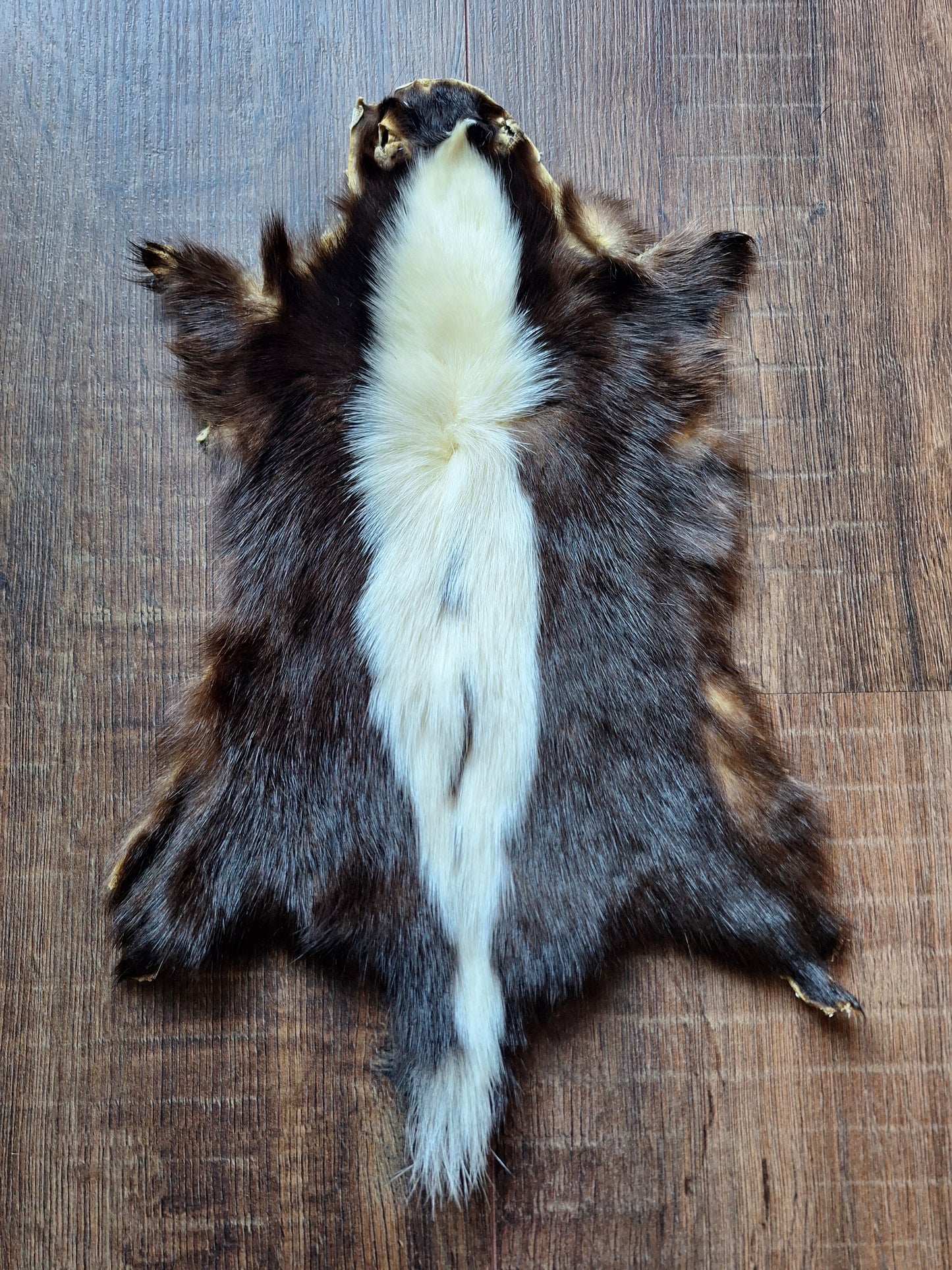 Skunk hide #6
