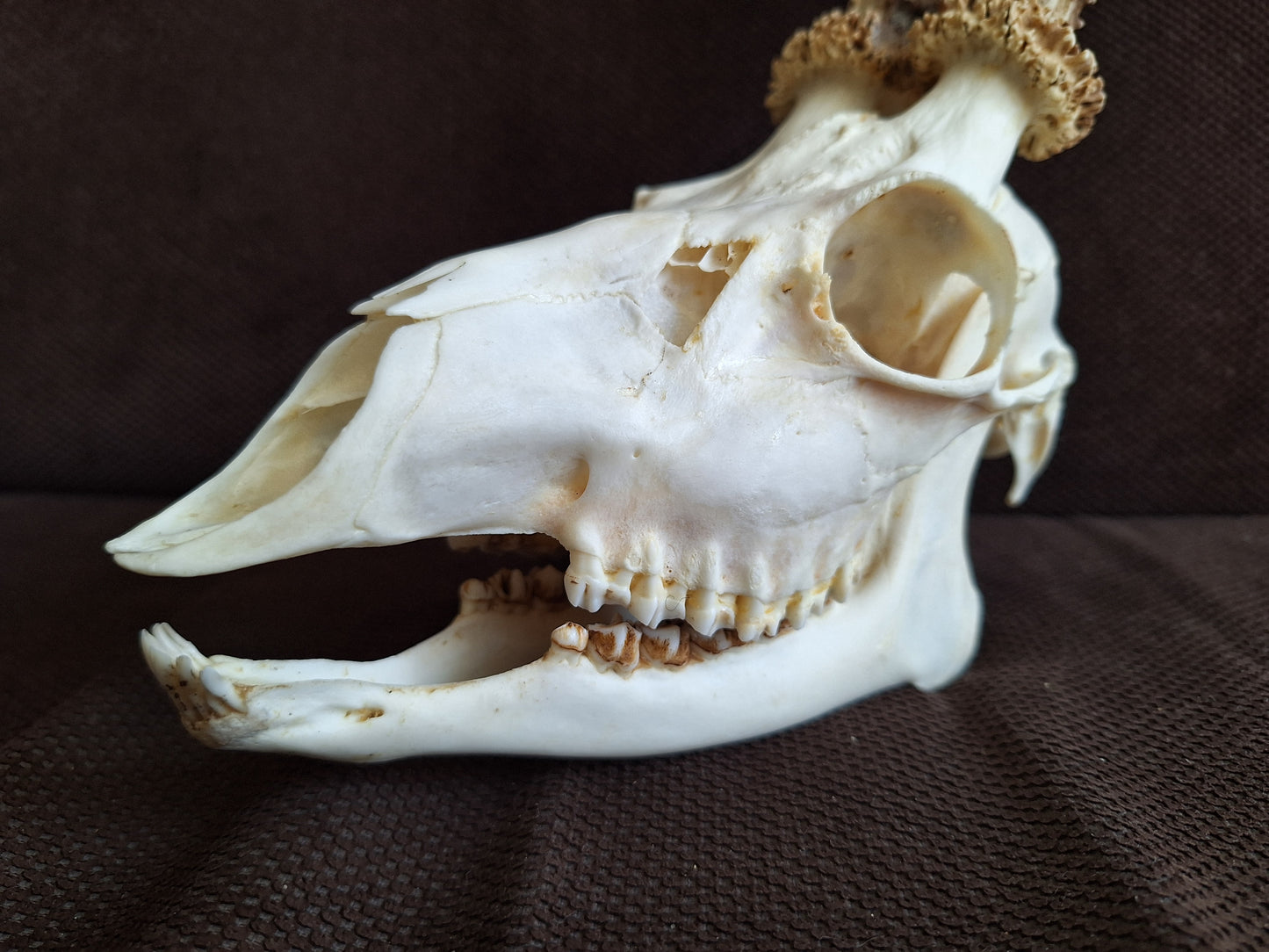 Roe buck skull #4