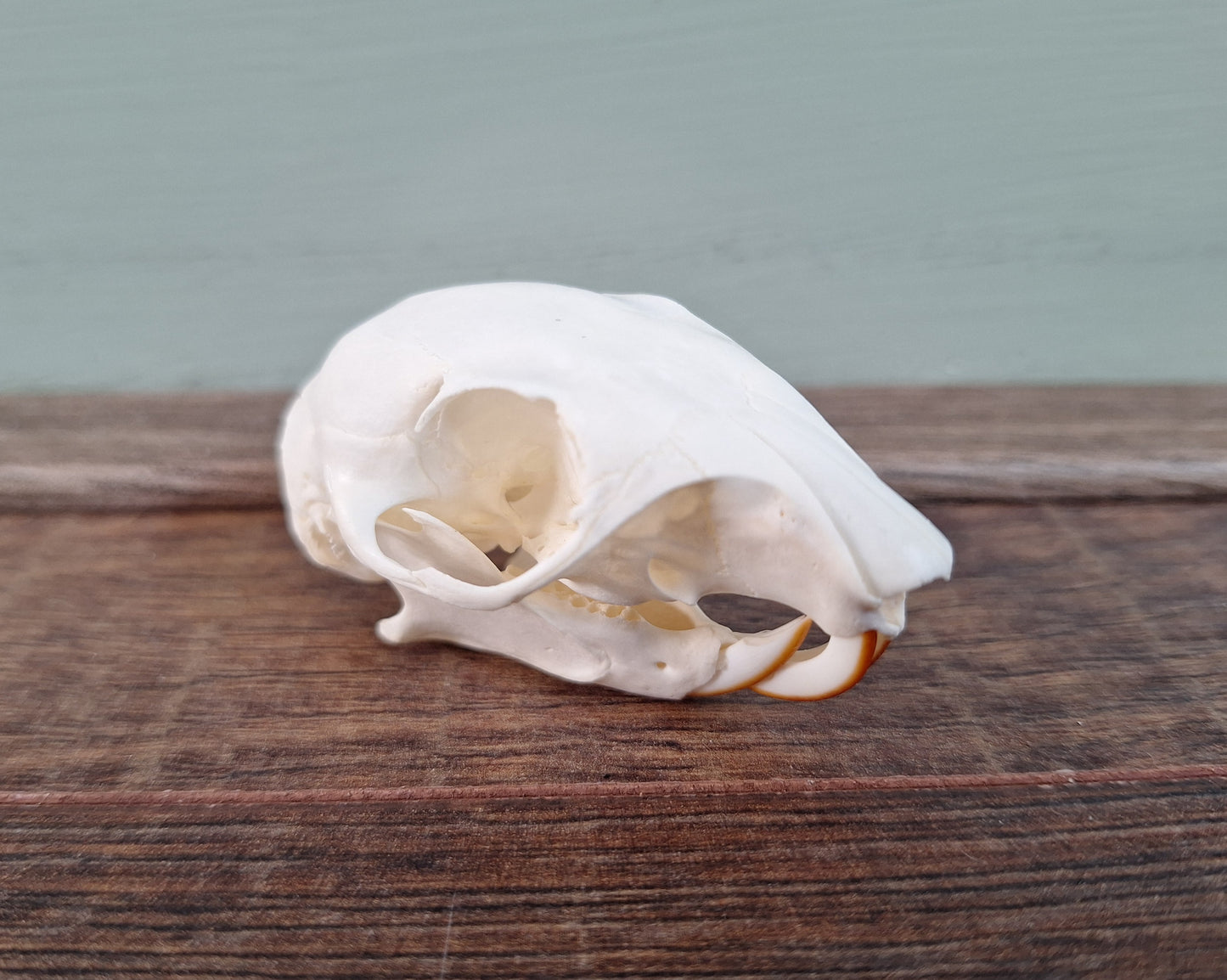 Gray squirrel skull