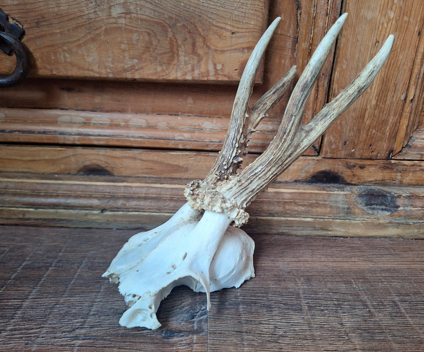 Roe buck skull cap #13