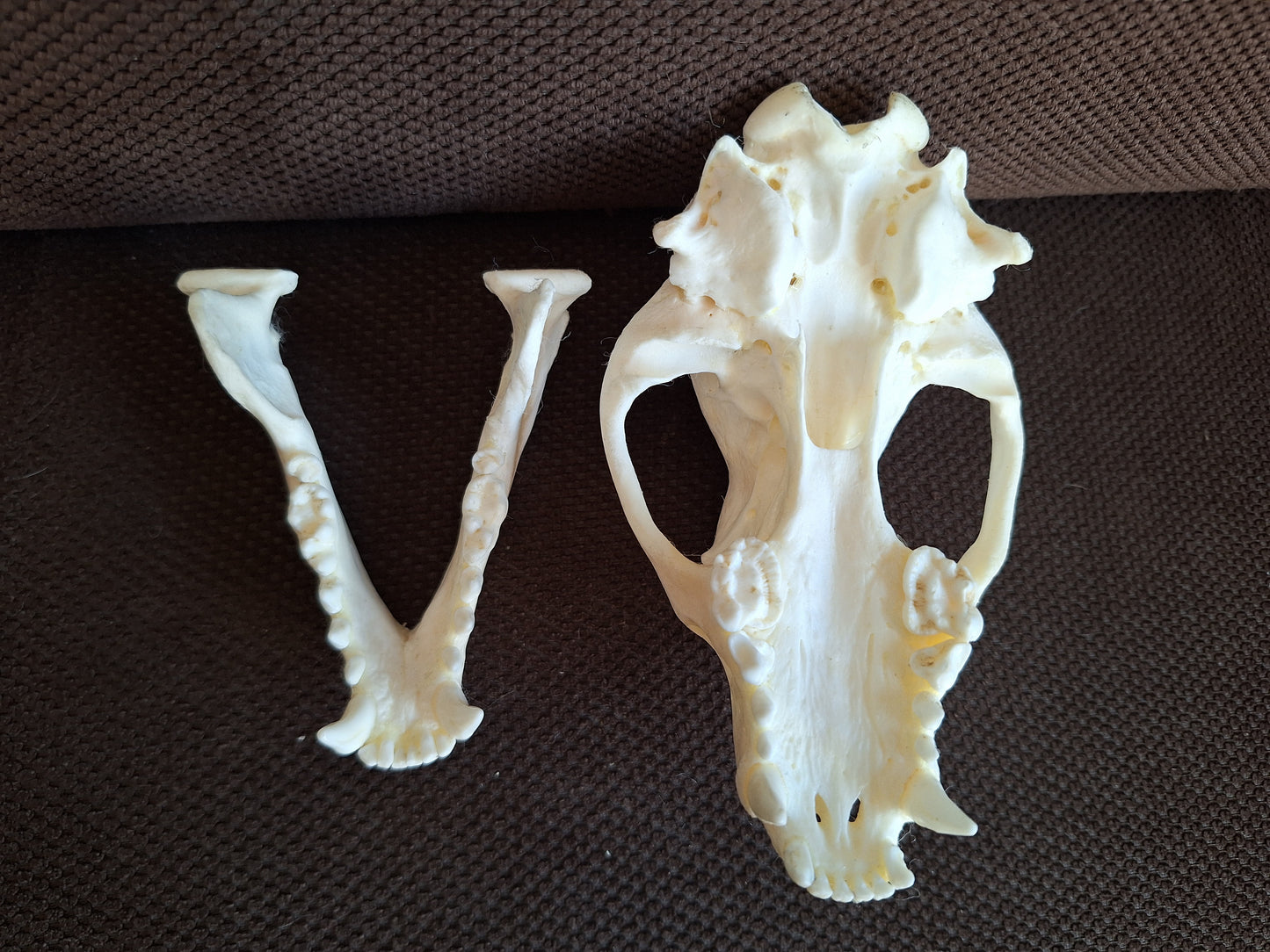 Badger skull #7