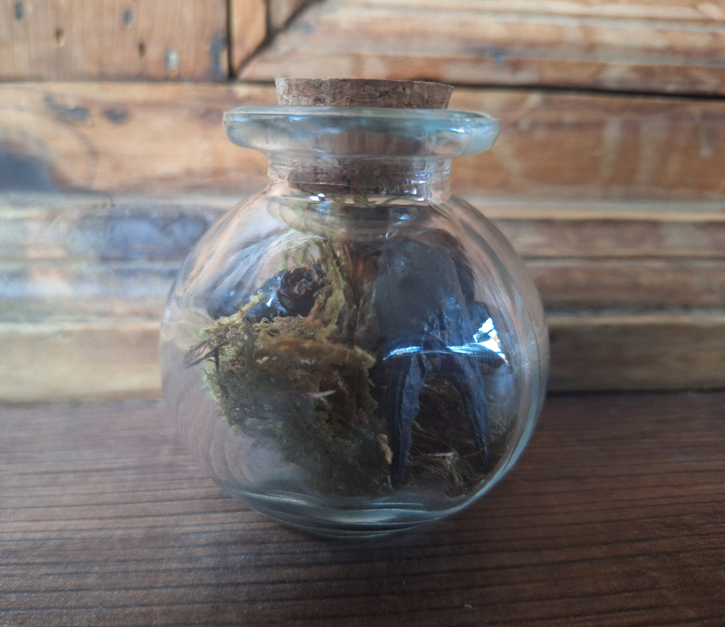Scorpion claws in glass jar