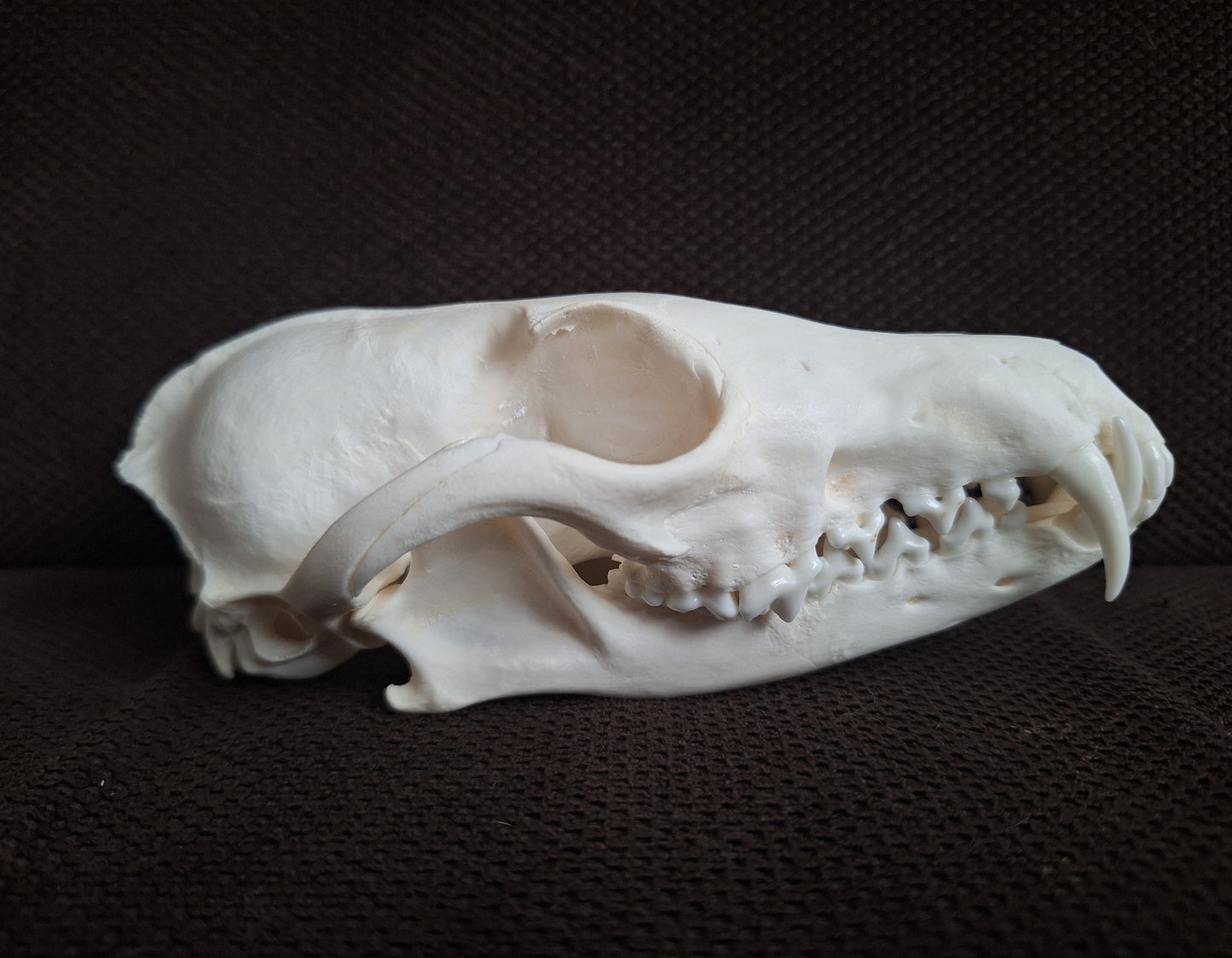 Fox skull #24