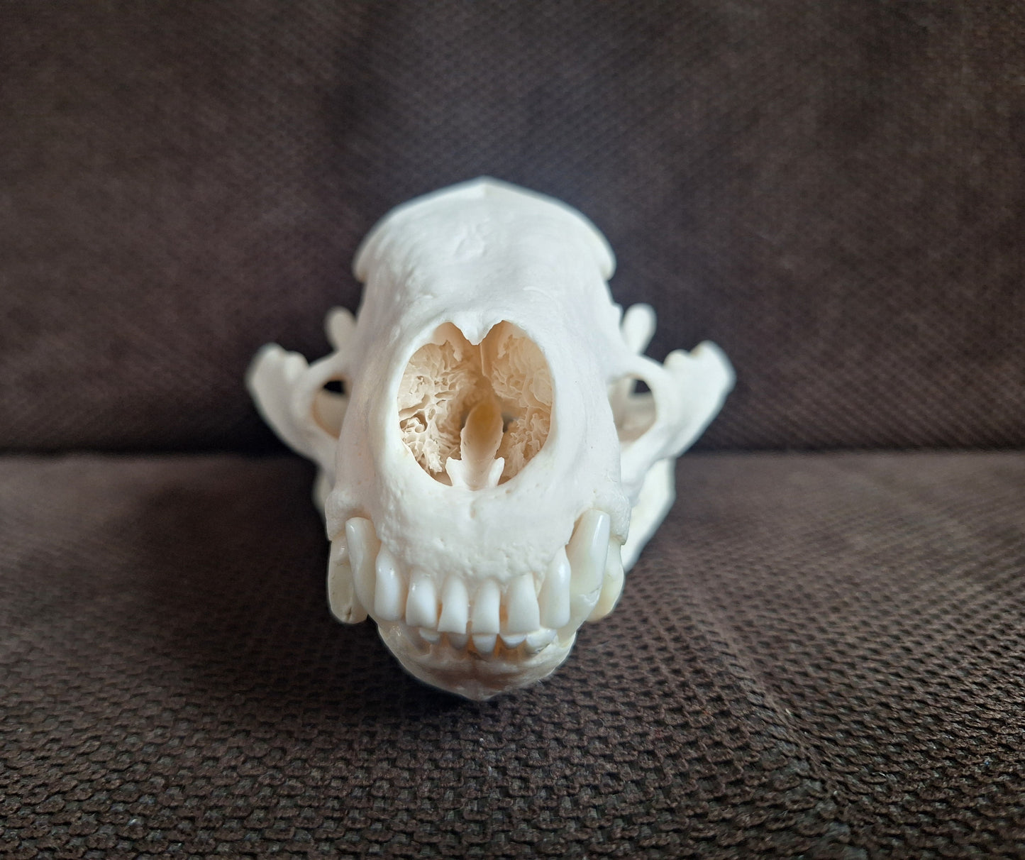 Badger skull #6