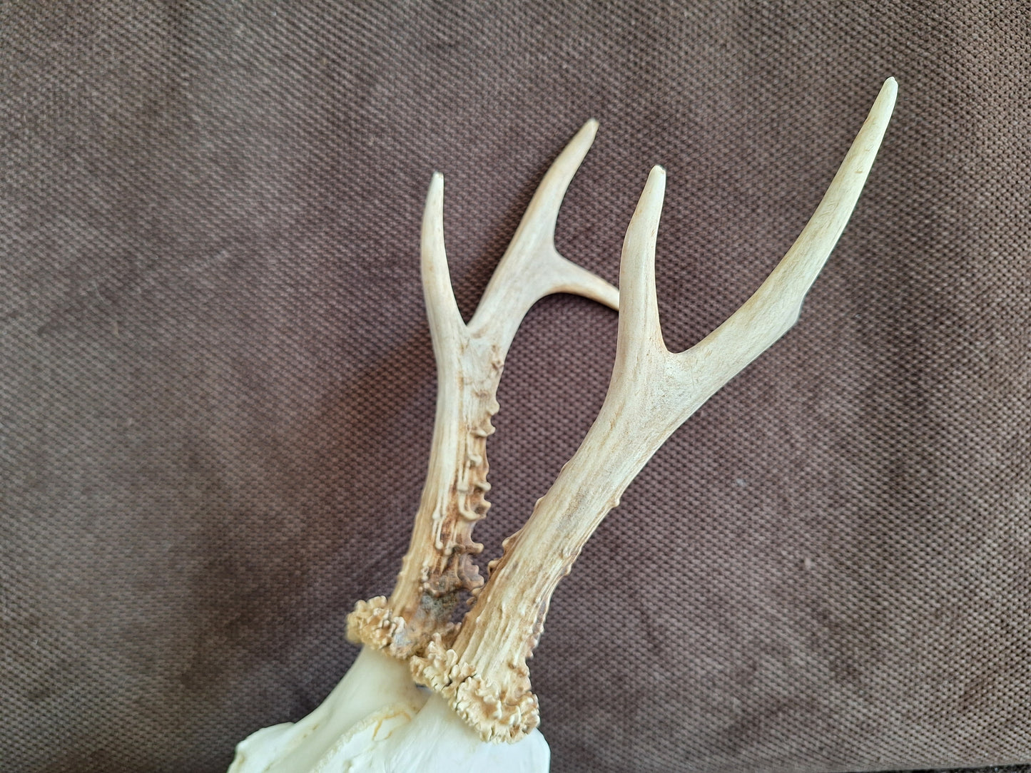 Roe buck skull #4