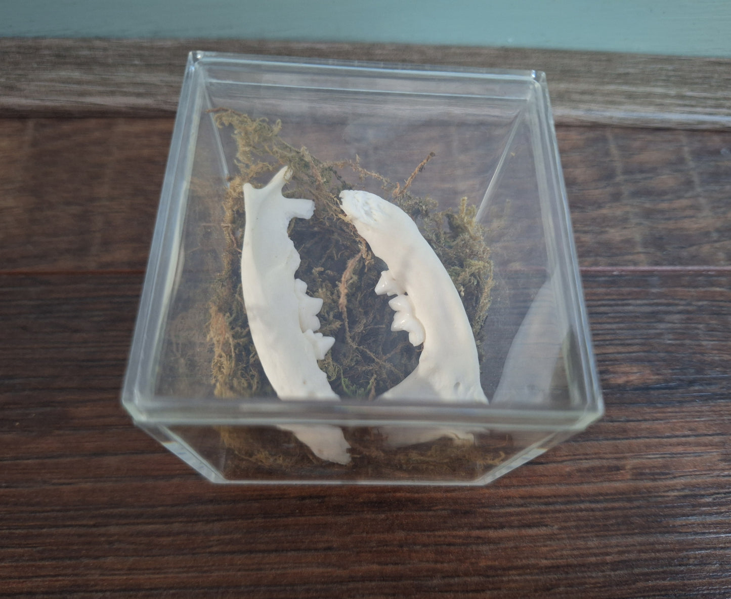 Marten lower jaws, B-quality, in display cube