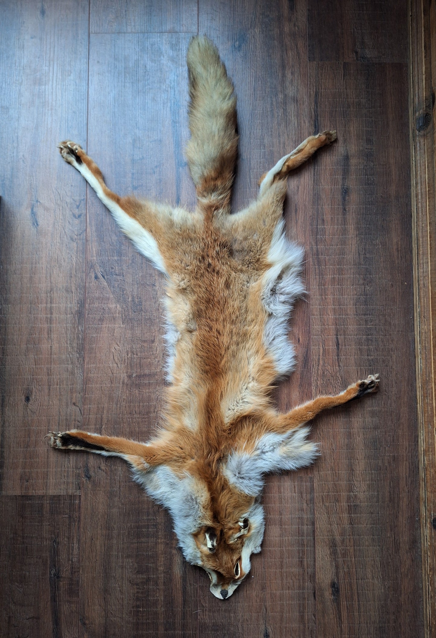 Red fox hide #28, B-quality