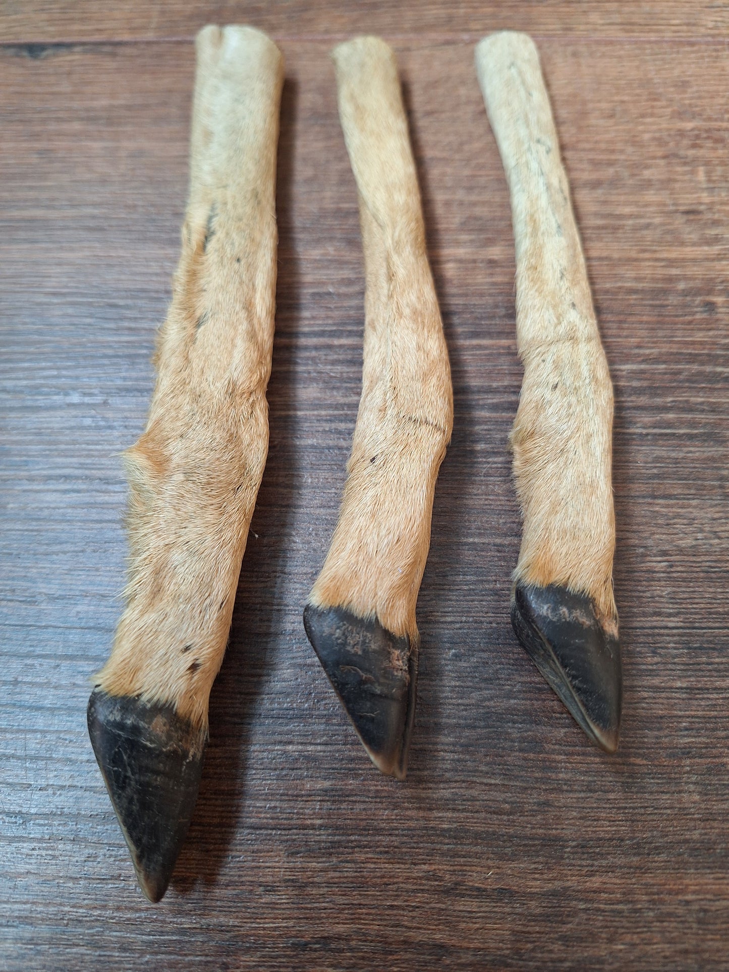 Vintage roe deer lower legs