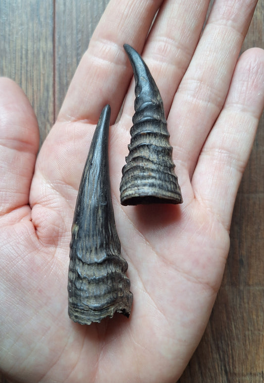 Oribi horns, single