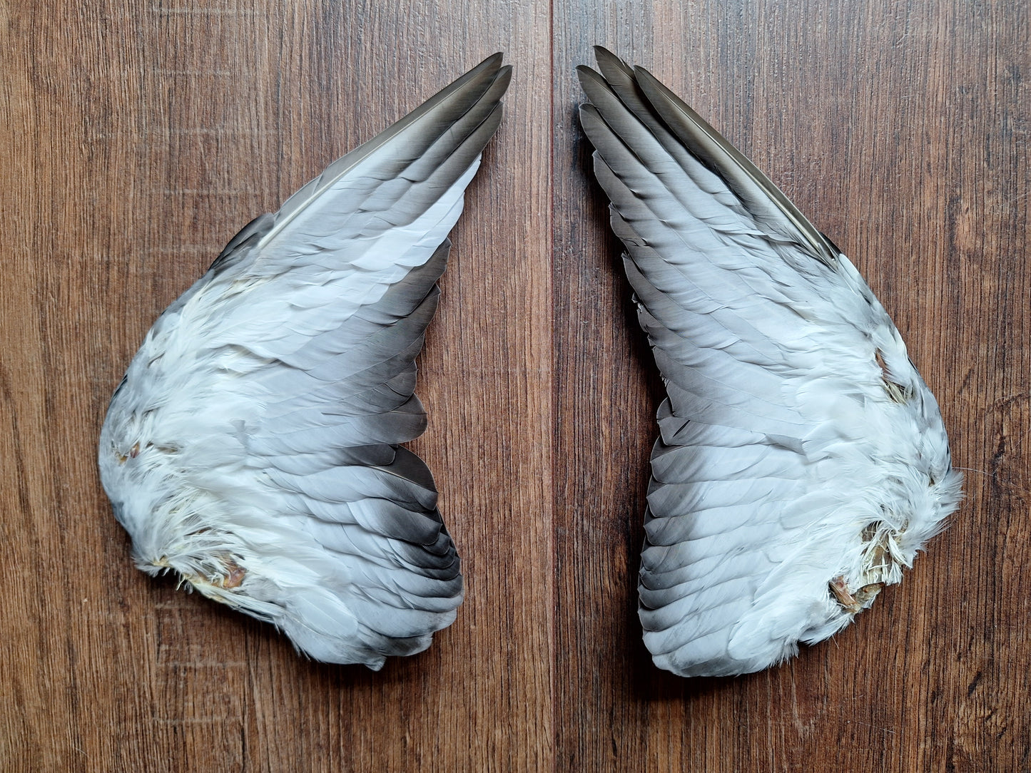 Domestic pigeon wings, set of 2
