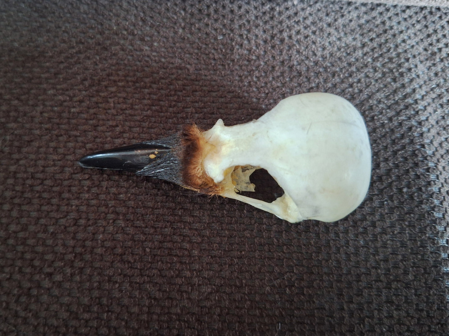 Jackdaw skull #7