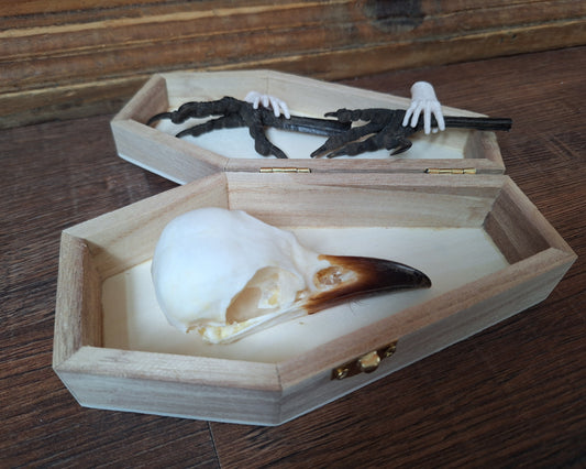 Crow skull and claws set in coffin