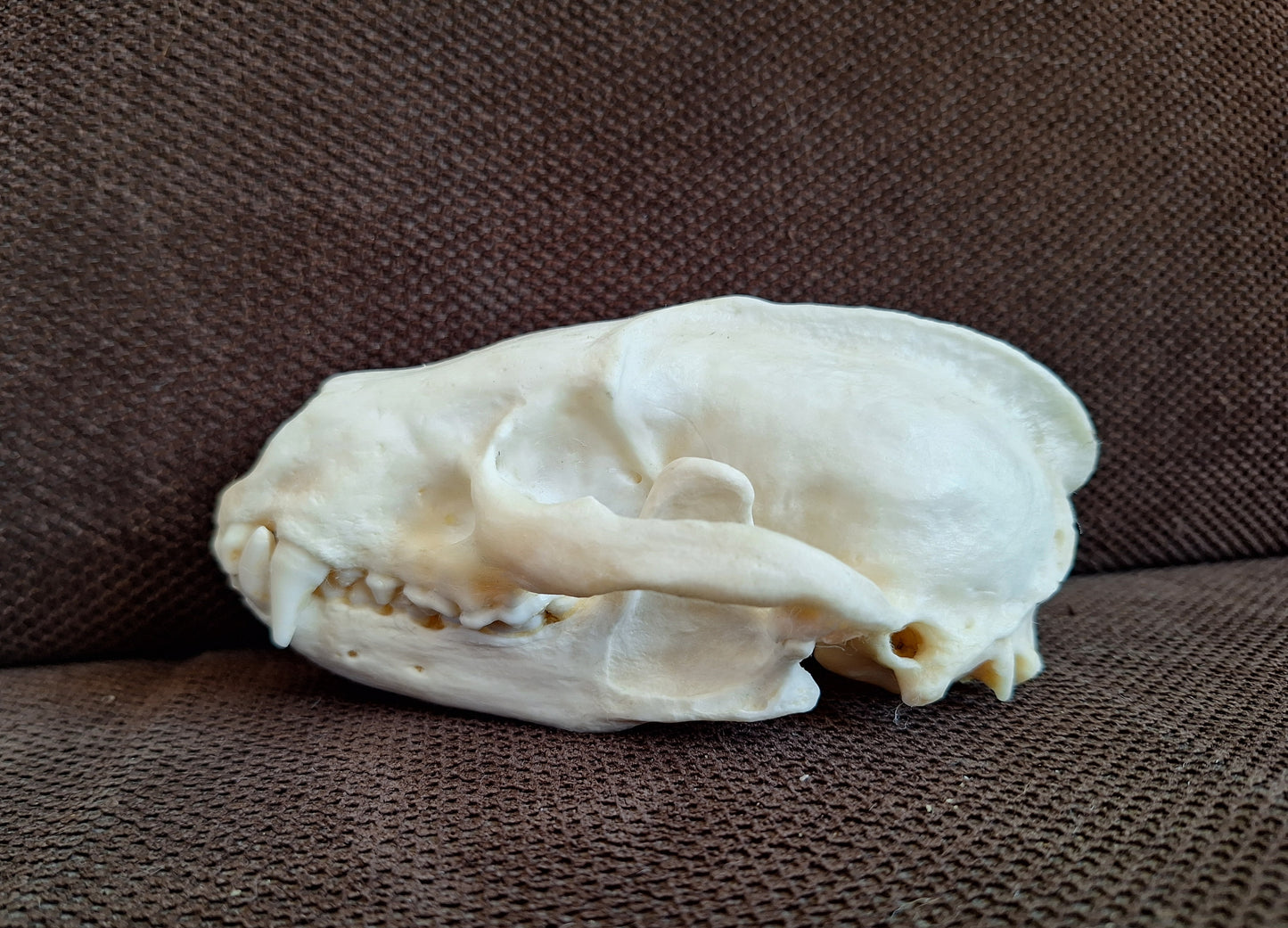 Badger skull #10