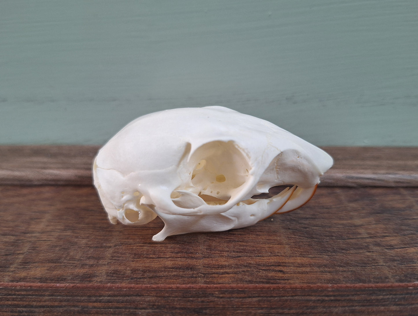 Gray squirrel skull