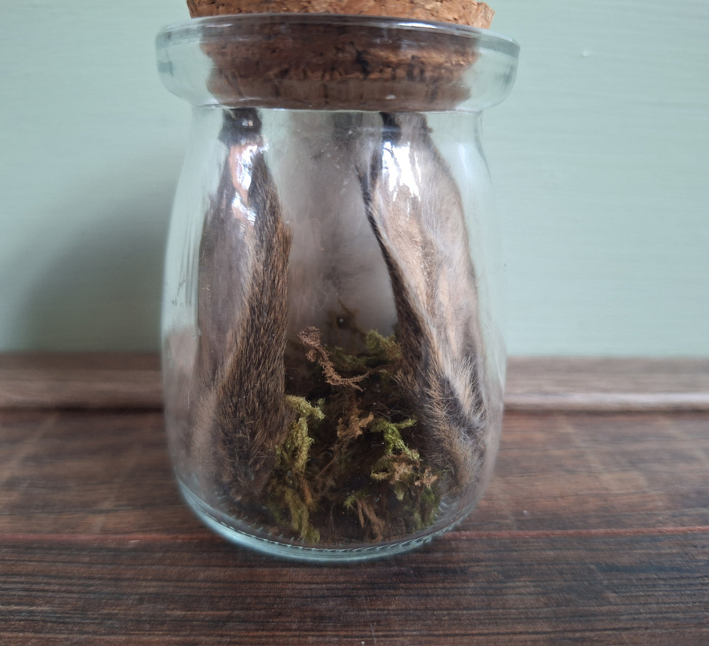 Rabbit ears and tail set in glass jar