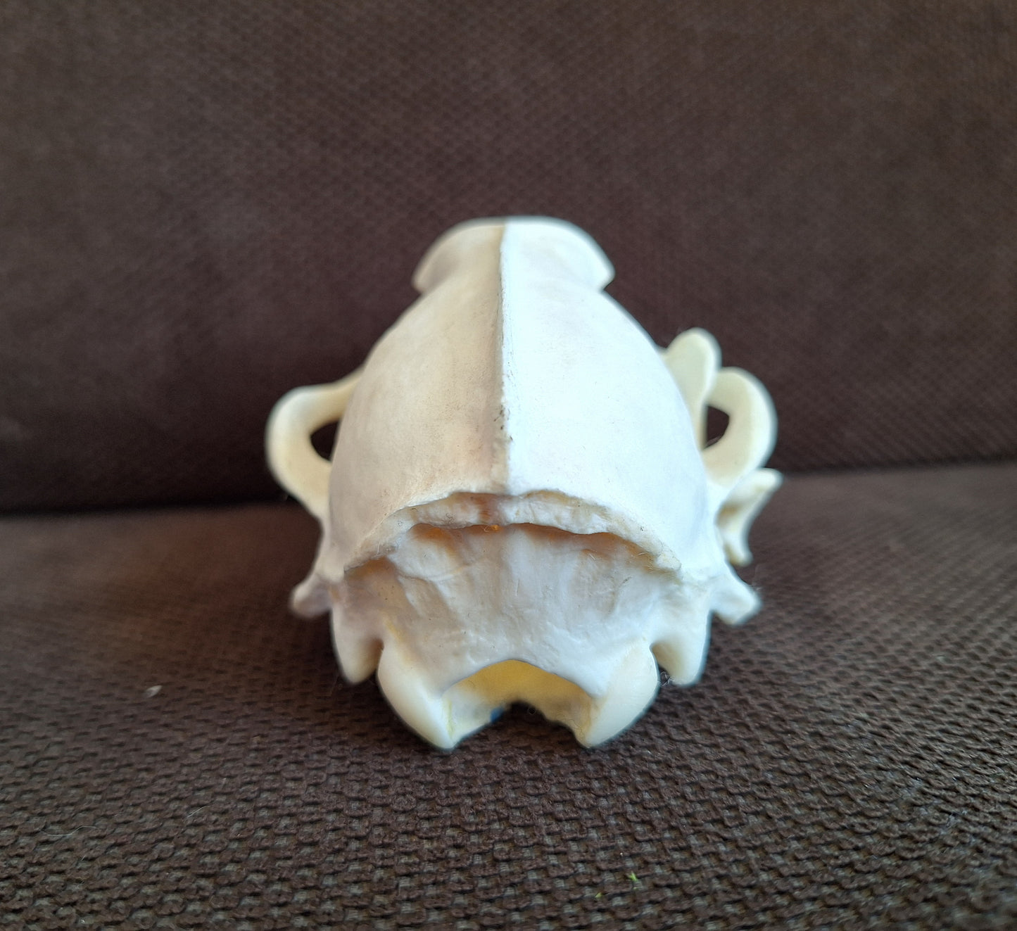 Badger skull #7