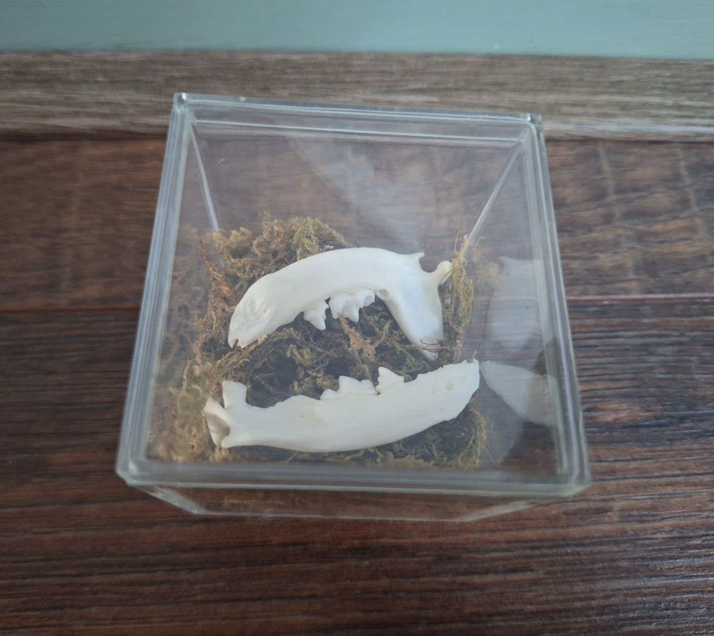 Marten lower jaws, B-quality, in display cube