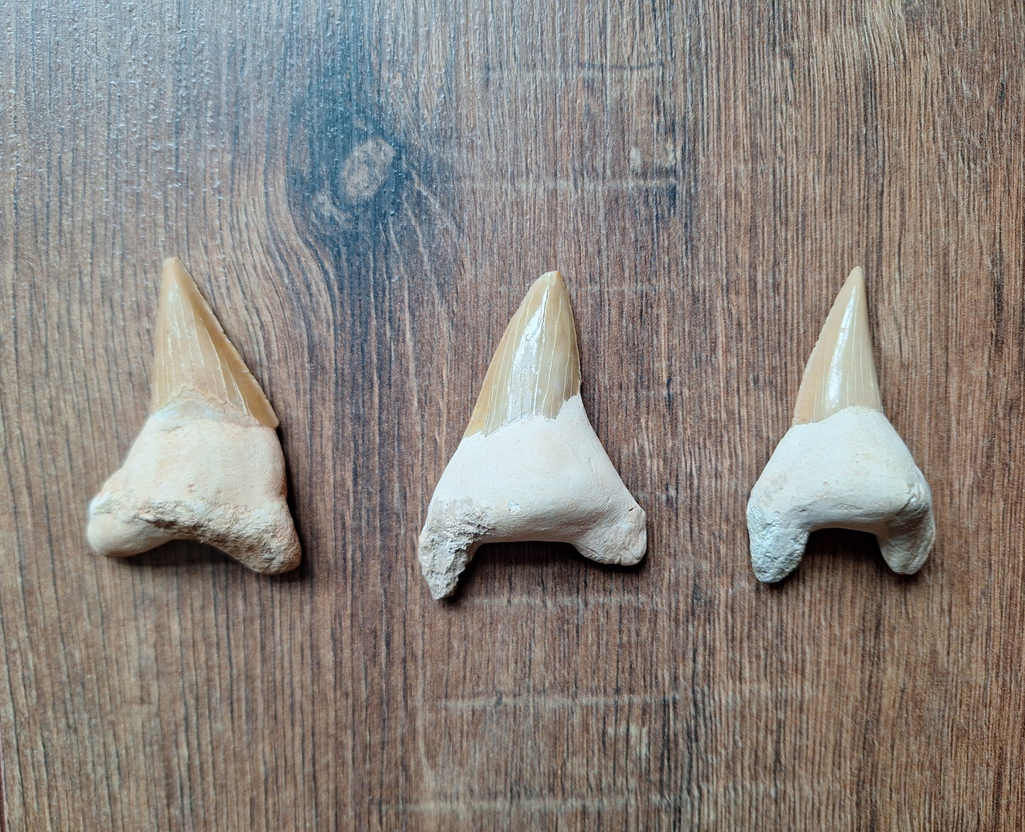 Fossilized shark teeth, large