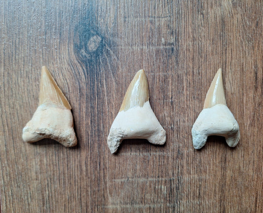 Fossilized shark teeth, large