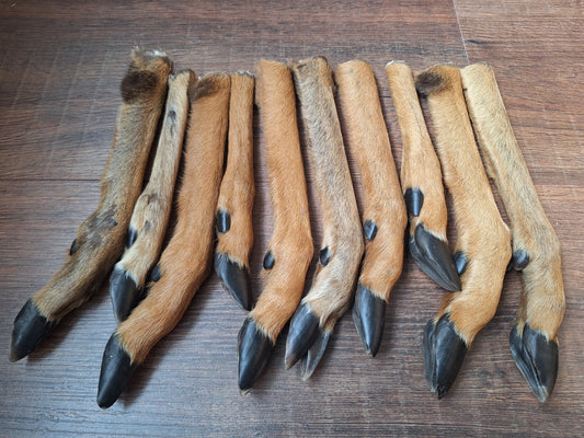 Roe deer lower legs