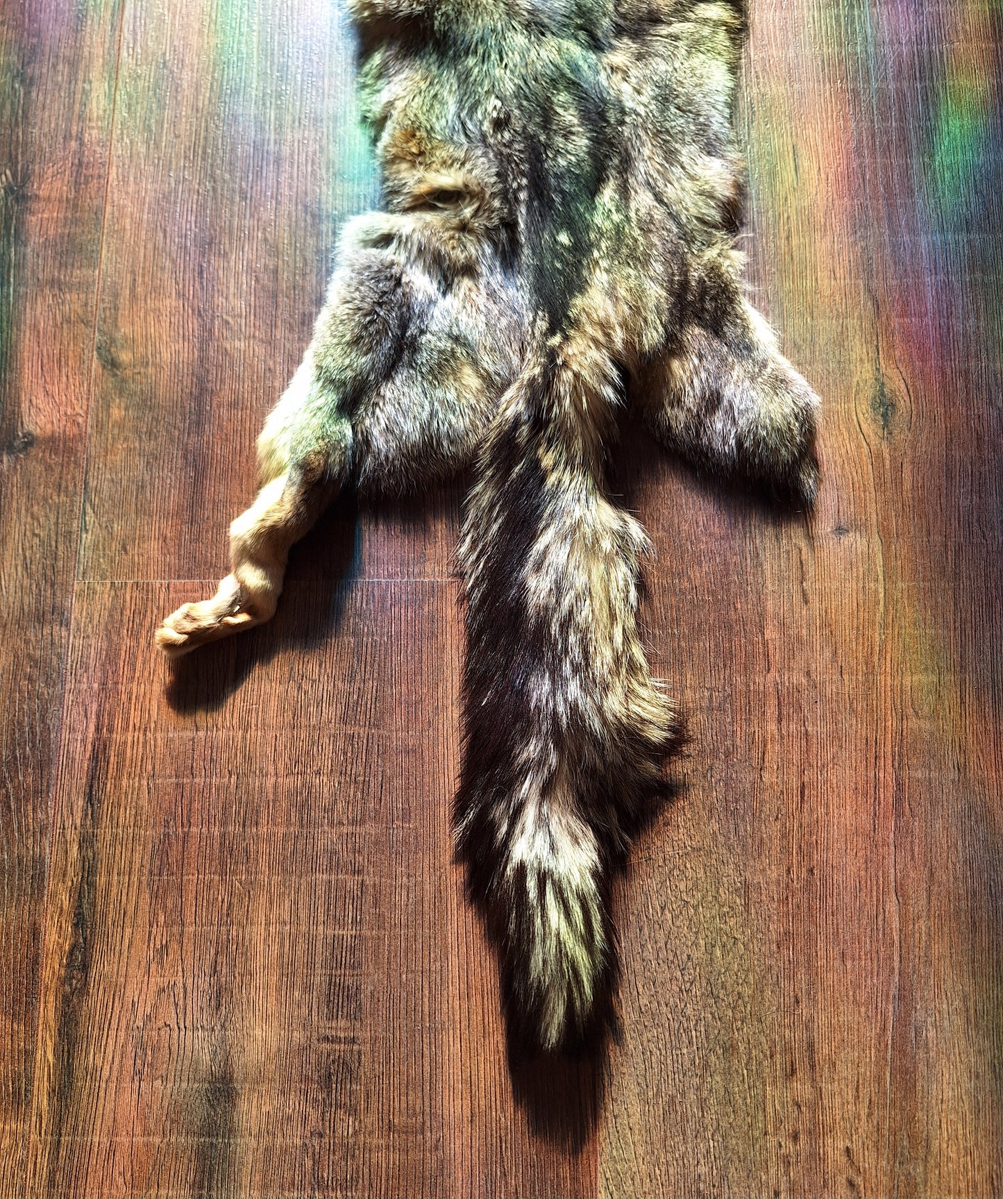 Cape fox hide #3