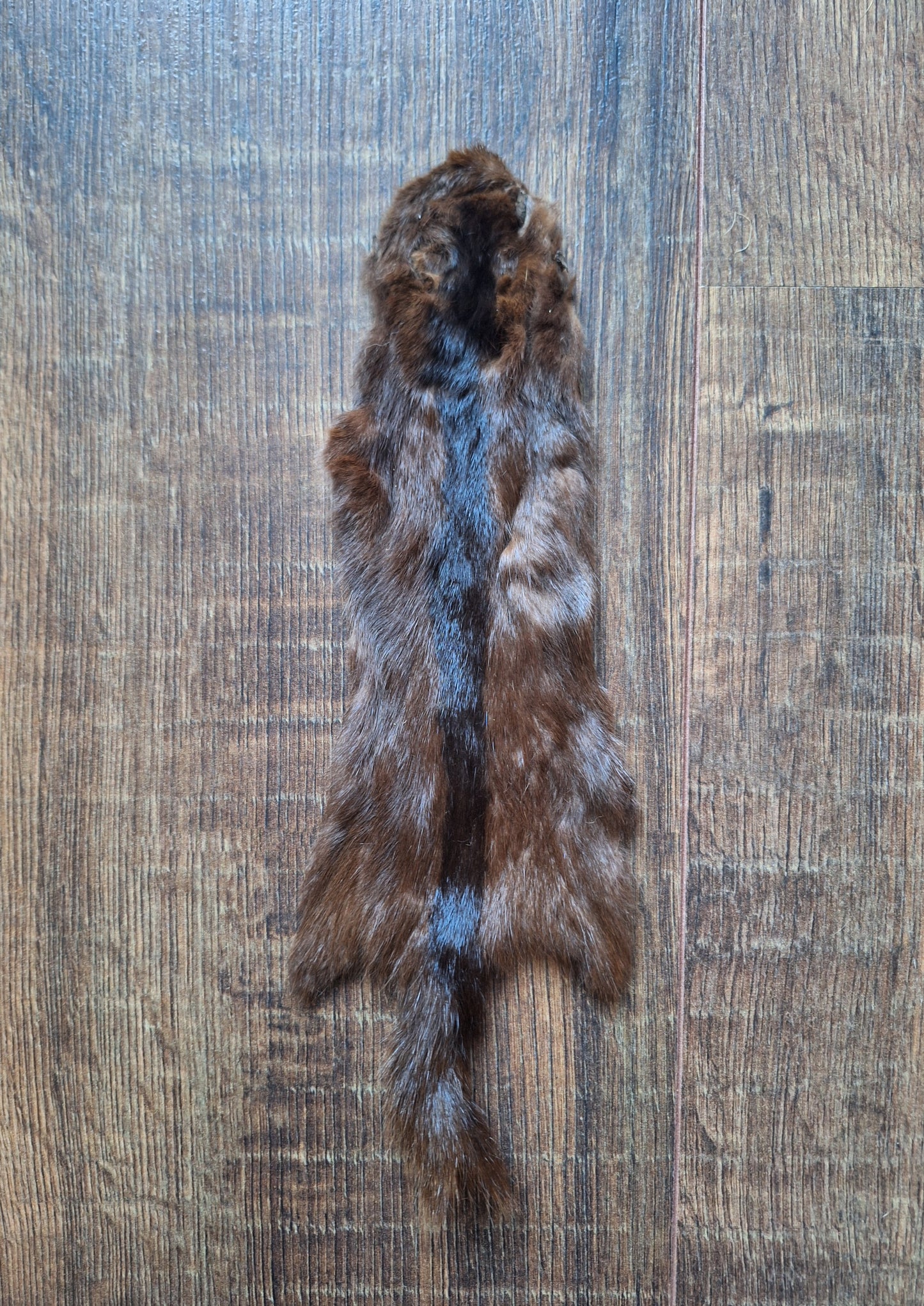 Squirrel hide #2