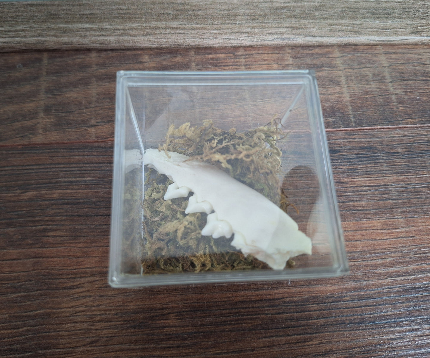 Fox lower jaw, B-quality, in display cube
