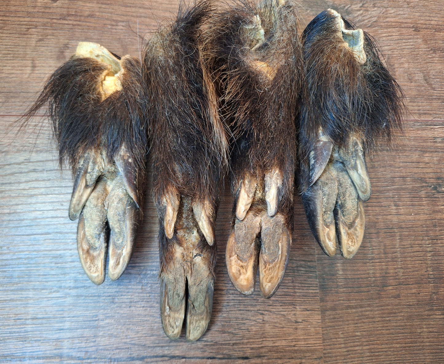 Wild boar lower legs