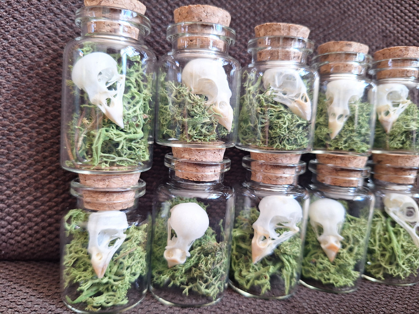 Parakeet skull bottle