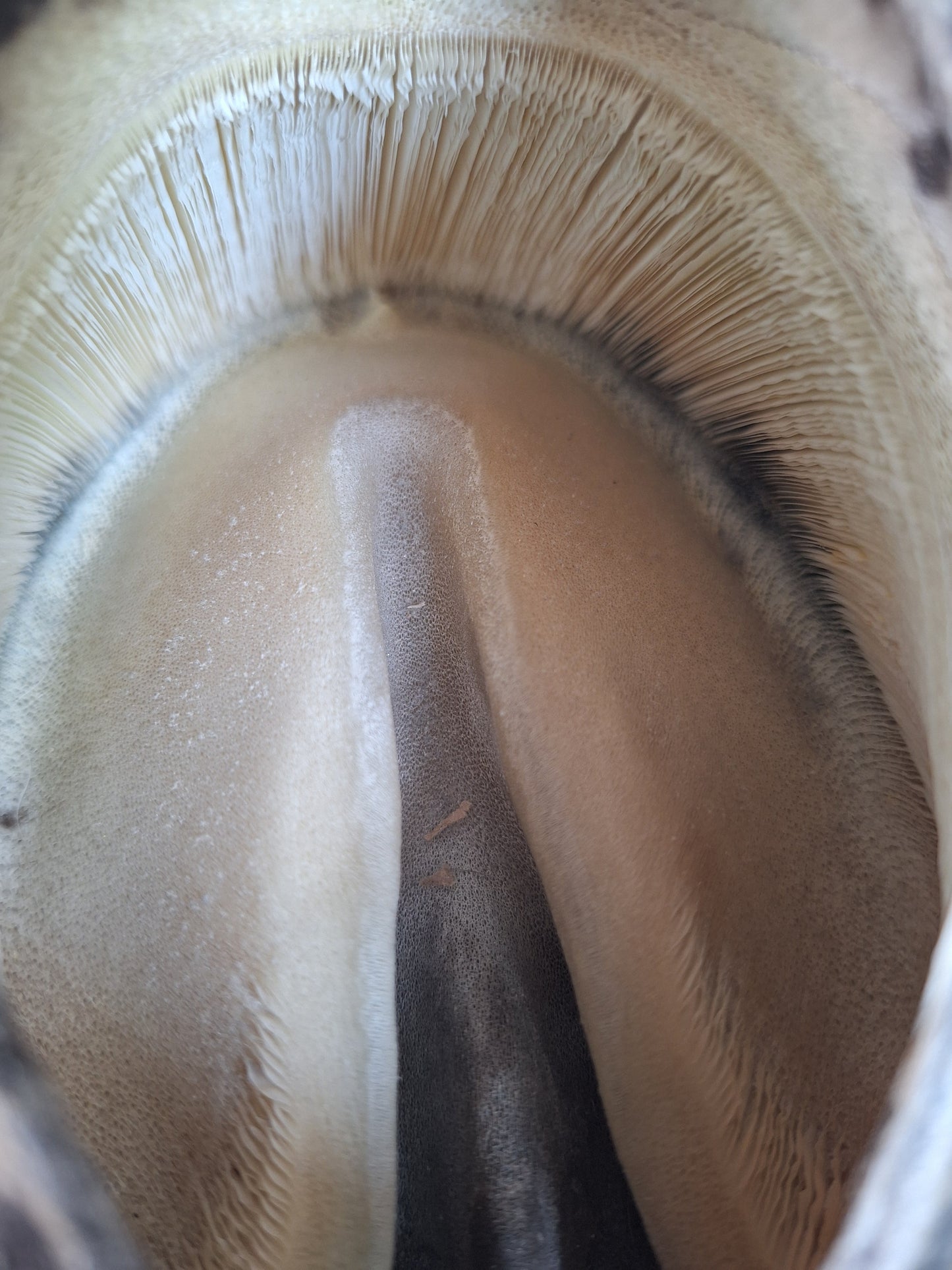 Horse hoove