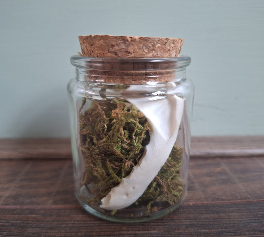 Marten lower jaws, B-quality, in glass jar