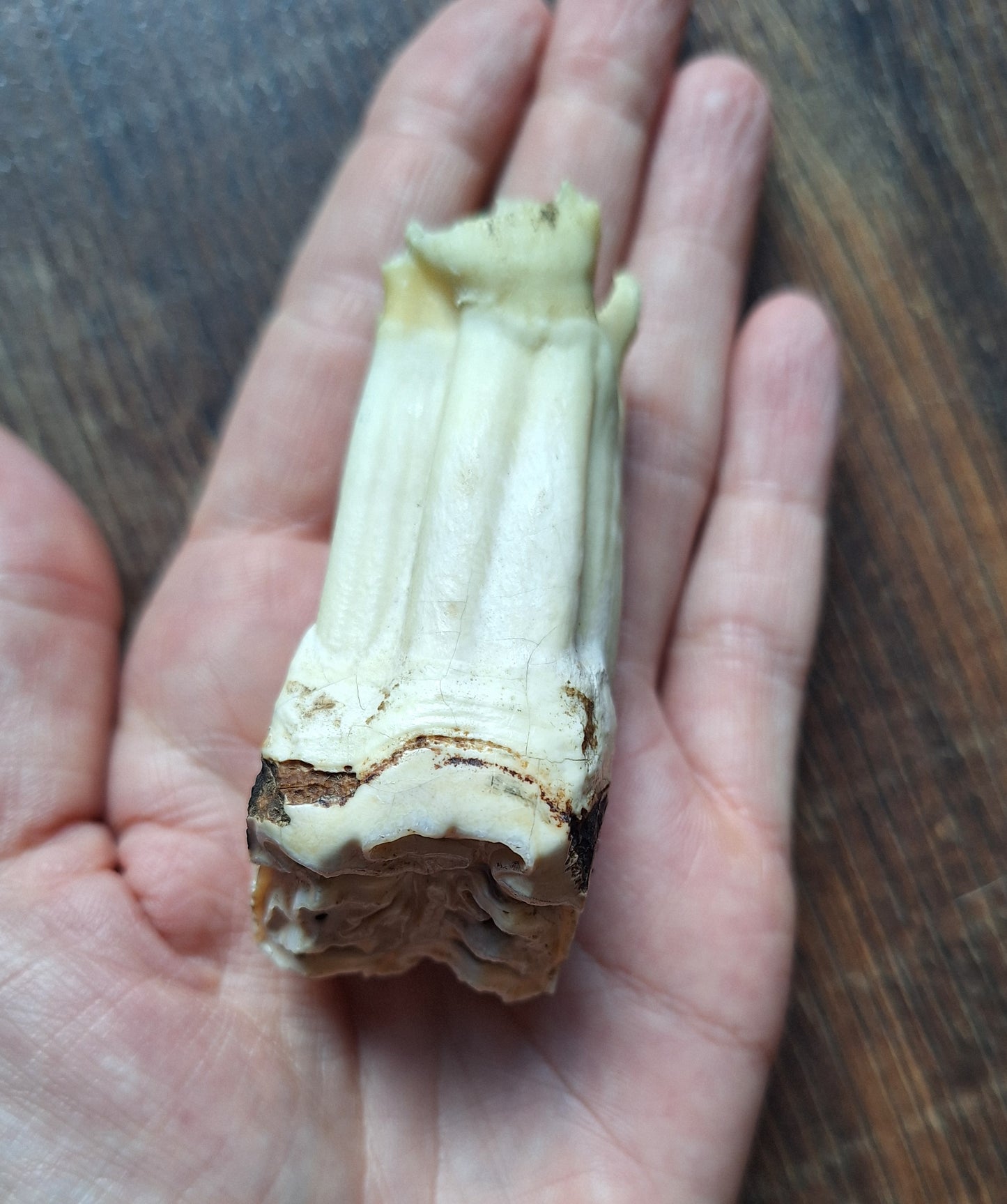 Cow tooth