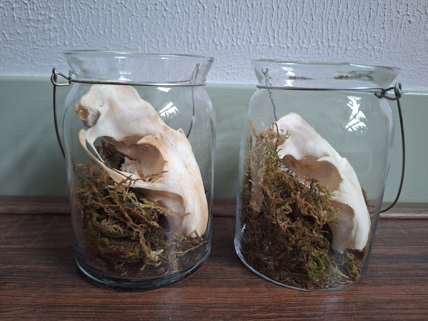 Alpine marmot upper skull, B-quality, in glass jar