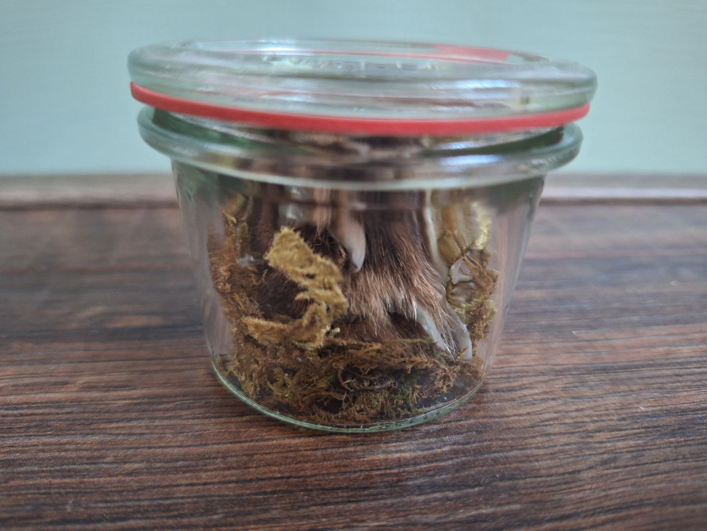 Fox paw, B-quality, in glass jar